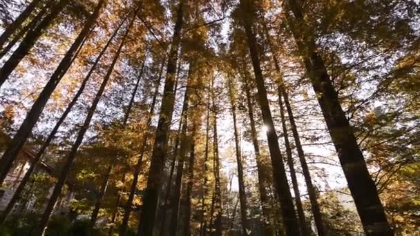 Красивый Осенний Пейзаж Лесу Фоне Природы — стоковое видео