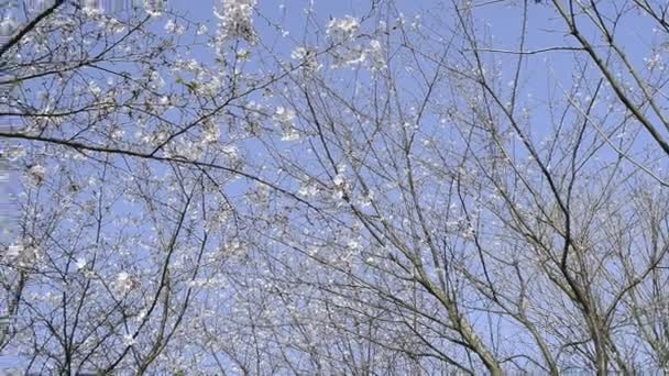 Flor Cereja Primavera Fundo Natureza — Vídeo de Stock