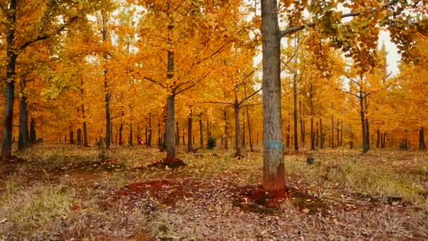 Malebné Přírodní Záběry Krásného Podzimního Lesa Číně — Stock video
