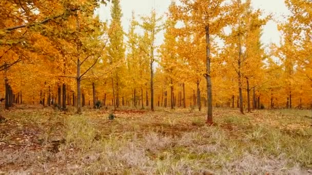 Imagens Naturais Cênicas Bela Floresta Outonal China — Vídeo de Stock