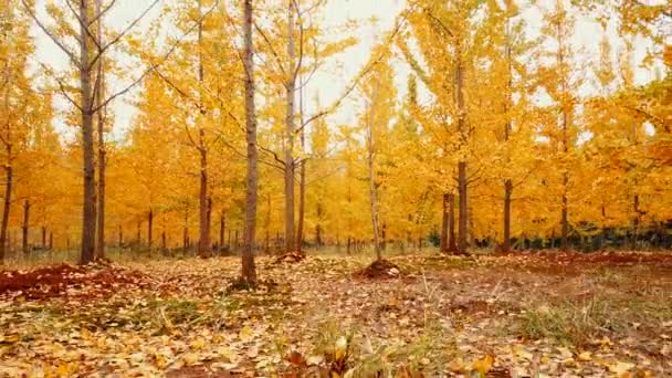Çin Deki Güzel Sonbahar Ormanlarının Doğal Görüntüleri — Stok video
