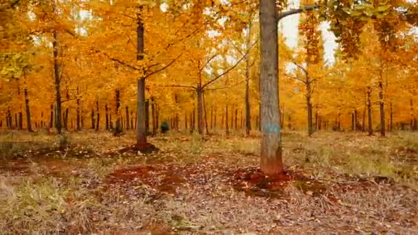 Krásná Lesní Krajina Podzimním Období Ginkgo Stromy Podzim — Stock video