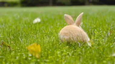 Yeşil çimenlikteki sevimli küçük tavşanın yakın çekim görüntüsü          