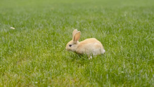 Yeşil Çimenlikteki Sevimli Küçük Tavşanın Yakın Çekim Görüntüsü — Stok video