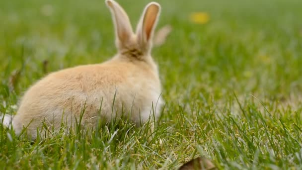 Close View Adorable Little Rabbit Green Grass — Stock Video