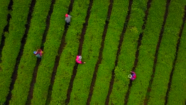Luchtfoto Van Prachtige Landbouwvelden China Mistige Ochtend — Stockvideo
