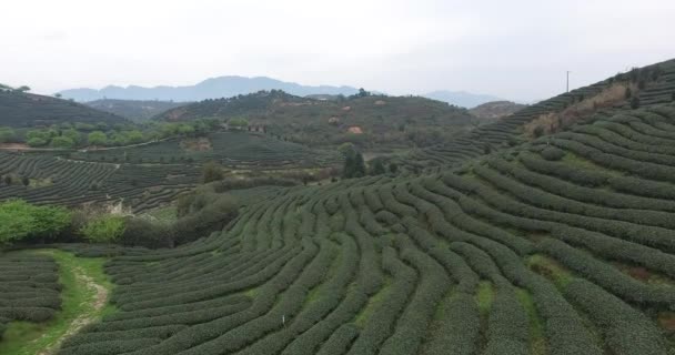 Panoramiczny Widok Chiński Ogród Herbaty — Wideo stockowe