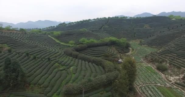 Vista Panorâmica Jardim Chá Chinês — Vídeo de Stock