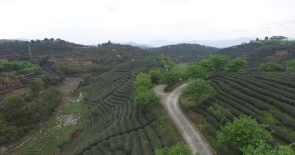 Vedere Panoramică Grădinii Ceaiului Chinezesc — Videoclip de stoc