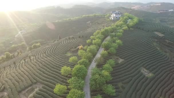 中国茶园全景 — 图库视频影像