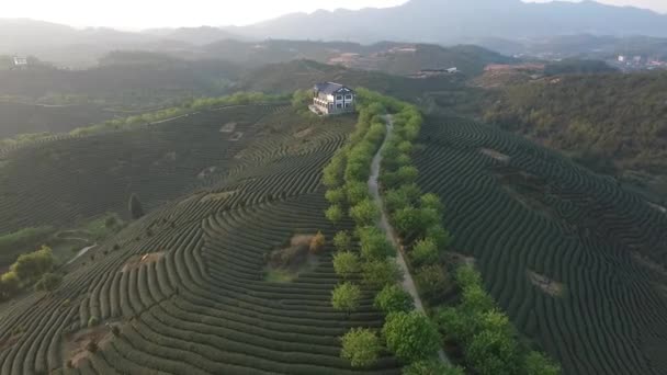 中国茶园全景 — 图库视频影像