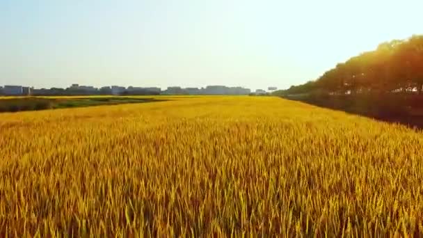 Geniş Pirinç Tarlaları — Stok video