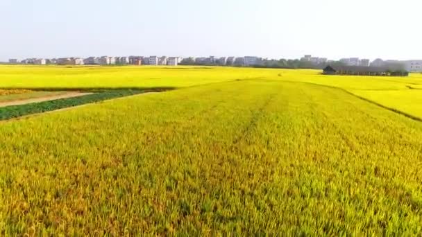 Grandes Extensões Campos Arroz — Vídeo de Stock