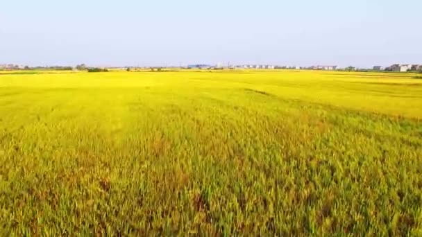 Große Teile Der Reisfelder — Stockvideo