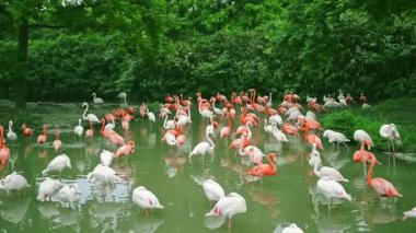 Flamingo kuşlarıyla dolu bir gölet. 