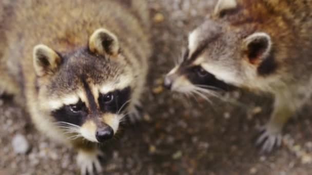 Gros Plan Mignons Ratons Laveurs Jouant Dans Zoo — Video