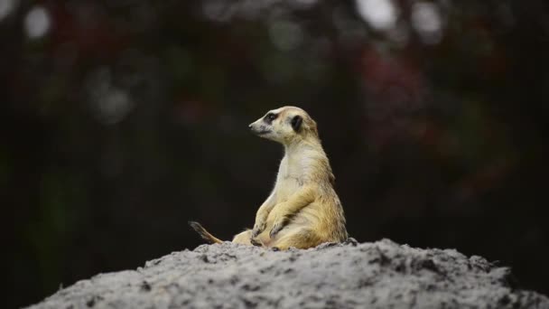 Mignon Meerkat Assis Vue Dans Nature — Video