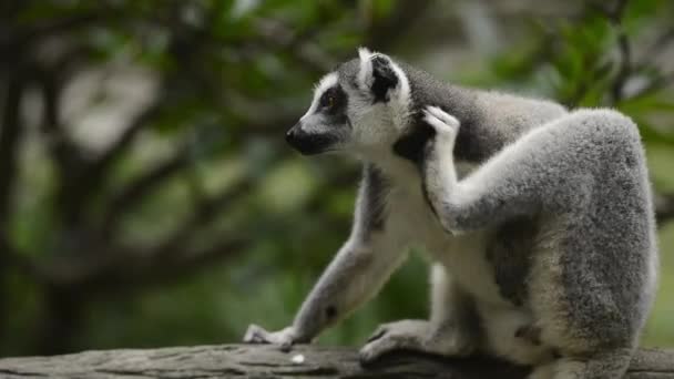 動物園のリングテールレムールのクローズアップビュー — ストック動画