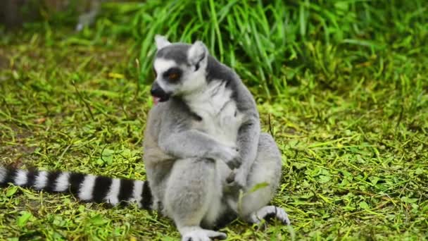 Detailní Pohled Lemur Kroužkovým Zadkem Zoologické Zahradě — Stock video