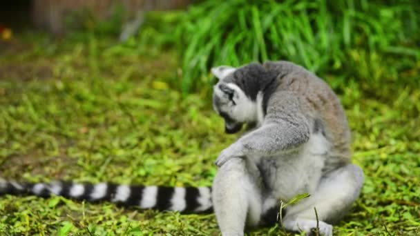 Vue Rapprochée Lémurien Queue Cerclée Dans Zoo — Video