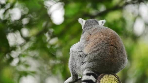 Vue Rapprochée Lémurien Queue Cerclée Dans Zoo — Video