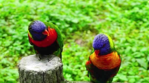 Барвистий Тропічний Папуга Сидить Гілці Зоопарку — стокове відео