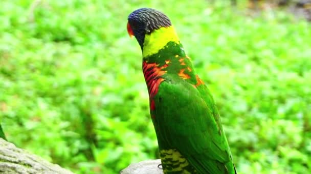 Colorido Loro Tropical Sentado Rama Zoológico — Vídeo de stock