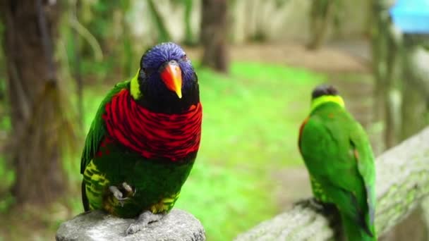 Färgglada Tropiska Papegoja Sitter Gren Djurparken — Stockvideo