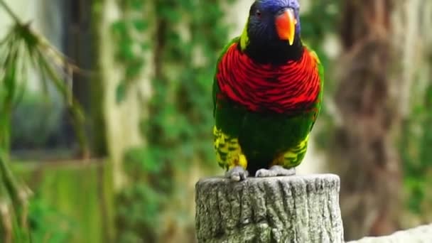Colorful Tropical Parrot Sitting Branch Zoo — Stock Video