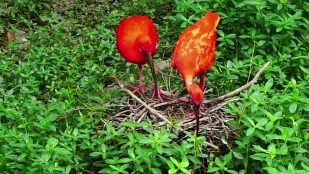 Merah Ibises Berjalan Rumput Hijau — Stok Video