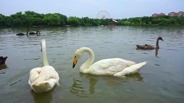 Лебеді Плавають Озері Вдень — стокове відео