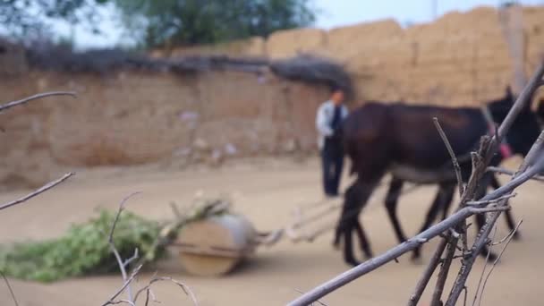 Agricultor Con Burros Pueblo — Vídeos de Stock