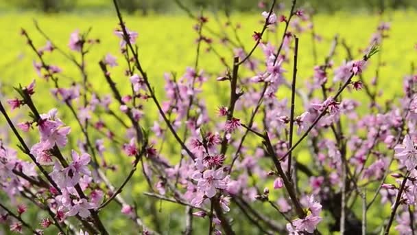 Träd Blommor Våren Säsongen — Stockvideo