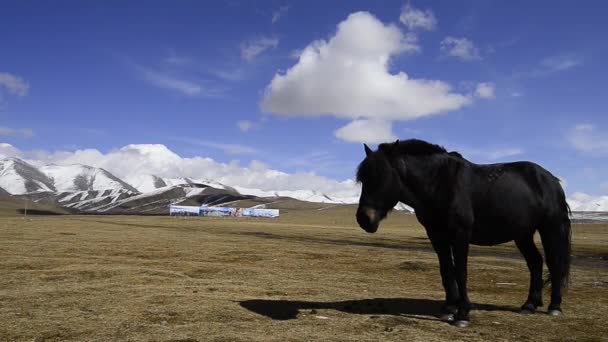 Schönes Schwarzes Pferd Den Bergen — Stockvideo