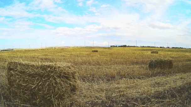 Gandum Kering Lapangan Pada Siang Hari Konsep Panen Musim Gugur — Stok Video