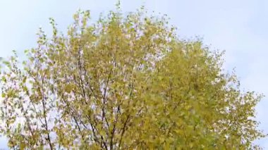 Gündüz vakti mavi gökyüzünün altında sonbahar otlaklarında renkli ağaçlar