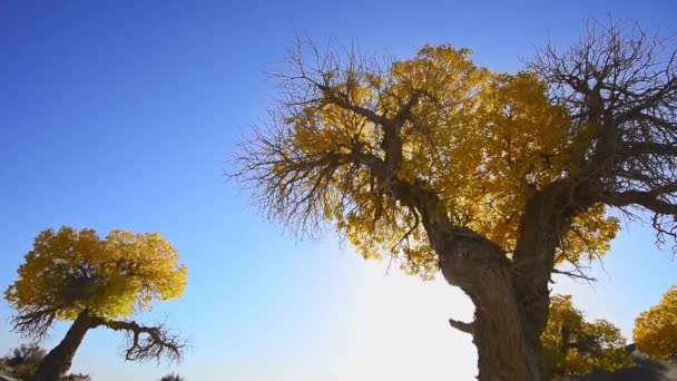 秋天的草地上 有五彩缤纷的树木 白天在蓝天之下 — 图库视频影像