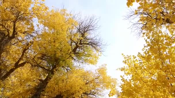 Gündüz Vakti Mavi Gökyüzünün Altında Sonbahar Otlaklarında Renkli Ağaçlar — Stok video