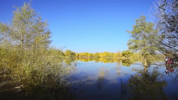 Podzimní Stromy Březích Řeky Pod Modrou Oblohou Dne — Stock video