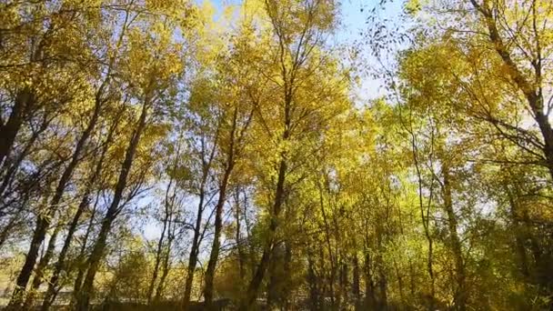 Bunte Bäume Auf Herbstlicher Wiese Bei Blauem Himmel — Stockvideo