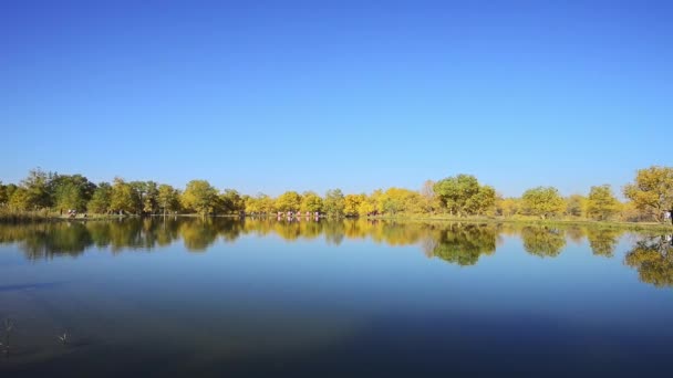 Árboles Otoñales Las Orillas Del Río Bajo Cielo Azul Durante — Vídeos de Stock