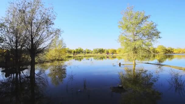 Herbstliche Bäume Flussufer Bei Blauem Himmel Tag — Stockvideo