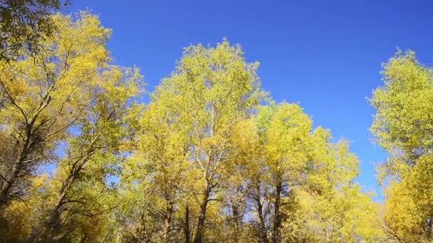 Цветные Деревья Осеннем Лугу Голубым Небом Днем — стоковое видео
