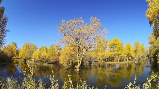 Осенние Деревья Берегу Реки Голубым Небом Дневное Время — стоковое видео