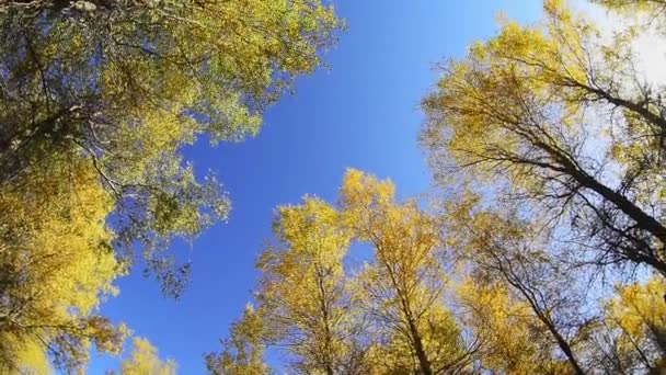 Πολύχρωμα Δέντρα Στο Φθινοπωρινό Λιβάδι Κάτω Από Τον Γαλάζιο Ουρανό — Αρχείο Βίντεο