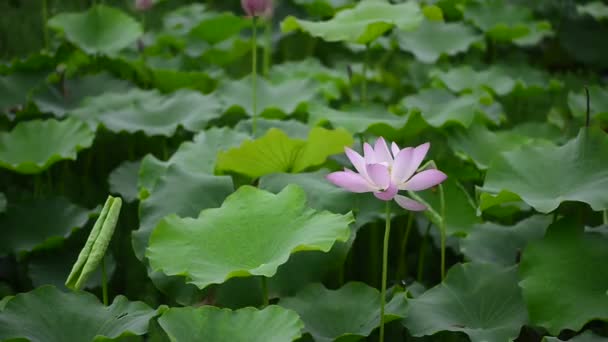 美丽的粉红色水百合植物学照片 — 图库视频影像