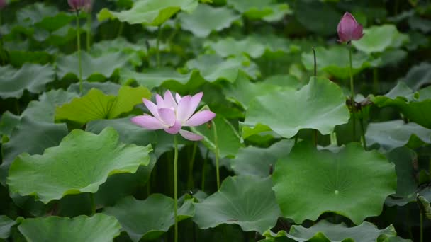 Gyönyörű Botanikai Lövés Rózsaszín Víz Liliom — Stock videók