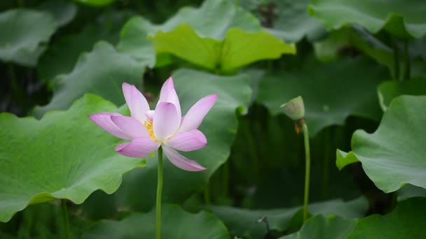 Красивый Ботанический Кадр Розовой Водяной Лилии — стоковое видео