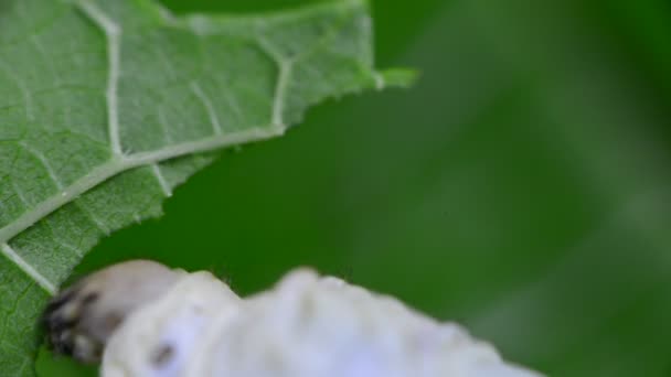 Green Mulberry Leaf Caterpillars Silkworm Leaf Mulberry Eaten Them — Stock Video