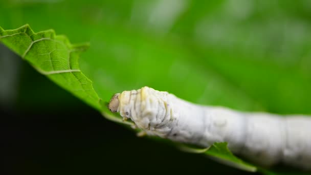 青桑叶 蚕茧的毛虫和它们吃的桑叶 — 图库视频影像